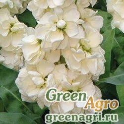Левкой седой Matthiola incana CARMEN YELLOW Raw 1000