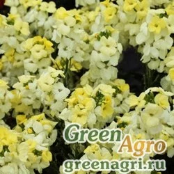 Лакфиоль Чери Cheiranthus cheiri Sugar Rush F1 Primrose Raw 1000