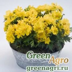 Семена Космея сернисто-желтая (Cosmos sulphureus) "Limara" (lemon) raw 1000 шт.