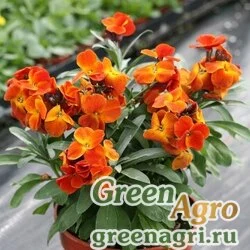 Лакфиоль Чери Cheiranthus cheiri Treasure F1 Bronze Raw 1000
