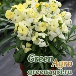 Лакфиоль Чери Cheiranthus cheiri Treasure F1 Primrose Raw 1000