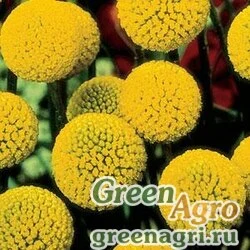 Краспедия шаровидная Craspedia globosa BILLY BUTTONS BILLY BUTTONS Cleaned 1000