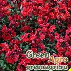 Лакфиоль Чери Cheiranthus cheiri Sugar Rush F1 Red Raw 1000