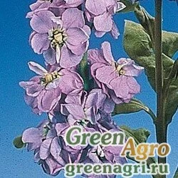 Семена Левкой седой Matthiola incana FIGARO LAVENDER Raw 1000