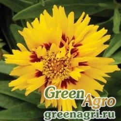 Семена Кореопсис крупноцветковый (Coreopsis grandiflora) "Rising Sun" (yellow) raw 1000 шт.