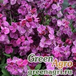 Лакфиоль Чери Cheiranthus cheiri Sugar Rush F1 Purple Bicolour Raw 1000