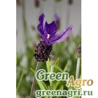 Семена Лаванда стэхадская (Lavandula stoechas) "Castilliano" (violet) raw 1000 шт.
