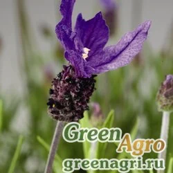 Семена Лаванда стэхадская (Lavandula stoechas) "Castilliano" (violet) raw 1000 шт.