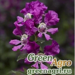Куфея Ллавея Cuphea llavea Sriracha F1 violet Raw 1000