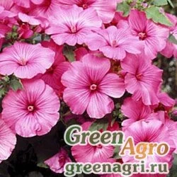 Лаватера трехмесячная Lavatera trimestris TWINS HOT PINK Raw 1000
