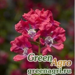Куфея Ллавея Cuphea llavea Sriracha F1 rose Raw 1000