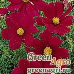 Семена Космея дваждыперистая (Cosmos bipinnatus) "Sonata" (carmine premium) raw 500 шт.