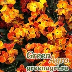 Лакфиоль Чери Cheiranthus cheiri Sugar Rush F1 Orange Raw 1000