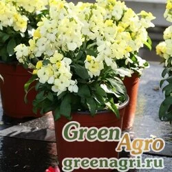 Лакфиоль Чери Cheiranthus cheiri Bounty F1 Primrose Raw 1000
