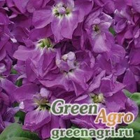 Семена Левкой седой (Matthiola incana) "Cinderella" (yellow) raw 1000 шт.