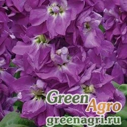 Семена Левкой седой (Matthiola incana) "Cinderella" (yellow) raw 1000 шт.