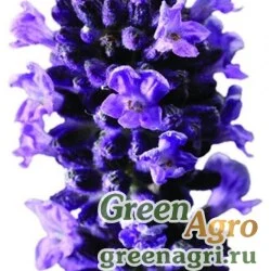 Лаванда узколистная Lavandula angustifolia Blue Scent Primed 1000