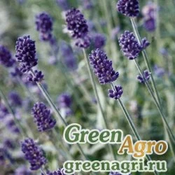Лаванда узколистная Lavandula angustifolia Vicenza Blue Apex 1000