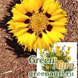 Кореопсис крупноцветковый Coreopsis grandiflora Andiamo yellow with red Raw 1000