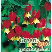 Семена Абутилон китайский (Abutilon sinense) 1 гр.