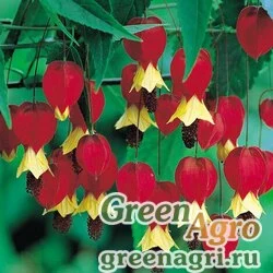 Семена Абутилон китайский (Abutilon sinense) 1 гр.