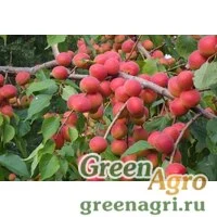 Семена Абрикос сибирский (Armeniaca sibirica) 75 г