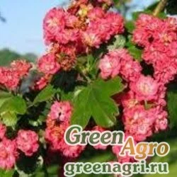 Семена Боярышник гирканский (Crataegus hyrcanum) 100 гр.