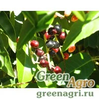 Семена Вишня араксинская (Cerasus araxina) 40 гр.