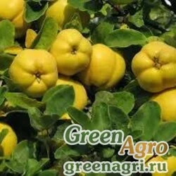 Семена Айва обыкновенная (Cydonia oblonga) 70 гр.