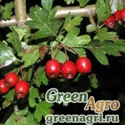 Семена Боярышник короткоколючковый (Crataegus brachyacantha) 3 гр.