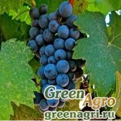 Семена Виноград меченосный (Vitis aestivalis) 2 гр.