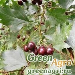 Семена Боярышник алмаатинский (Crataegus almaatensis) 100 гр.