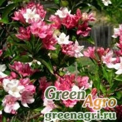 Семена Вейгела цветущая (Weigela florida) 2,5 г