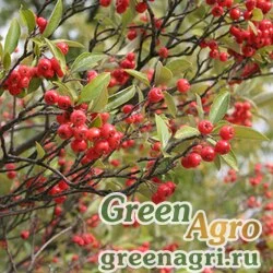 Семена Арония  арбутолистная (Aronia arbutifolia) "Brilliantissima" 2 гр.