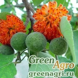 Семена Бруссонетия бумажная (Broussonetia papyrifera) 40 г