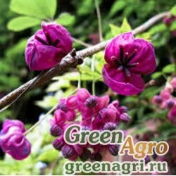 Семена Акебия трёхлистная (Akebia trifoliata) 1.5 г