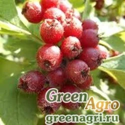 Семена Боярышник Максимовича (Crataegus maximowiczii) 50 гр.