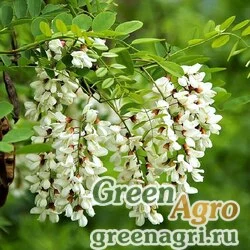 Семена Акация белая (Robinia pseudoacacia) 100 гр.