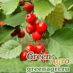 Семена Боярышник Шовица (Crataegus szovitsii) 100 г