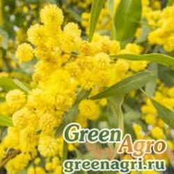 Семена Акация серебристая (Acacia dealbata) 35 г