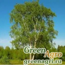 Семена Береза тополелистная (Betula populifolia) 30 гр.