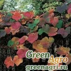 Семена Виноград Куанье (Vitis coignetiae) 3 гр.