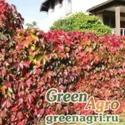 Семена Виноград девичий пятилисточковый (Parthenocissus quinquefolia) 40 гр.