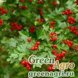 Семена Боярышник перистонадрезанный (Crataegus pinnatifida) 50 гр.