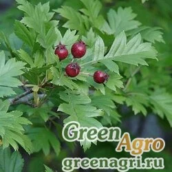 Семена Боярышник пятипестичный (Crataegus pentagyna) 170 гр.