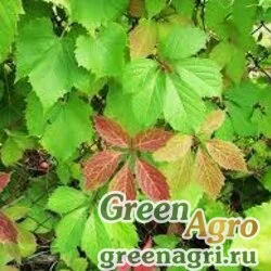 Семена Виноград девичий ярко-зеленый (Parthenocissus laetivirens) 10 гр.