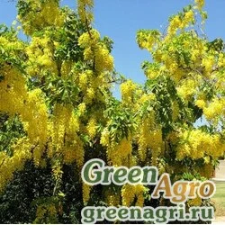 Семена Бобовник альпийский (Laburnum alpinum) 30 г