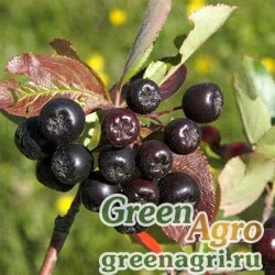Семена Арония сливолистная (Aronia prunifolia) 0.5 гр.