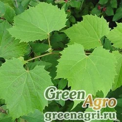 Семена Виноград приречный (Vitis riparia) 25 гр.