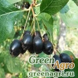Семена Боярышник Дугласа (Crataegus douglasii) 30 г